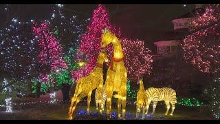 2022 PNC Festival of Lights Best Zoo Lights - Cincinnati Zoo