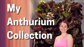 Exploring My Anthurium Collection: Rare & Exotic Varieties Revealed!