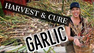 Harvesting, Curing and Storing Your Homegrown Garlic