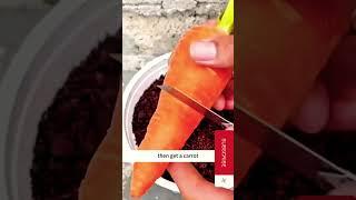 Growing roses in carrots # roses #plants #gardningtips #easyplant #gardeningdiaryrosetips  #shorts