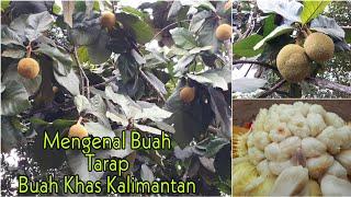 Mengenal Buah Tarap