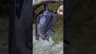 INCREDIBLE footage of a BAT hanging upside down in the cave of Kantemo, where snakes hunt for them