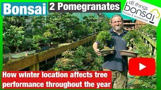 2 Pomegranate Bonsai Trees - How winter location affects leaf size tree & health through the year