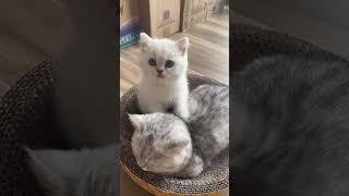 so cute and huggable ️ #catlover #cutecat #kitten #cutepet #catcute #cute #catlife #youtubeshorts