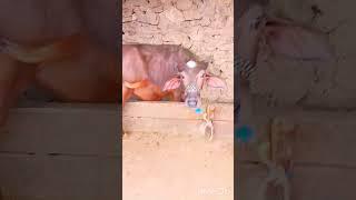 If there is a problem with animals, I will tell you the treatment