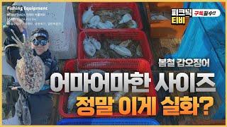 [피크닉TV] 제주 갑오징어 사이즈와 마릿수 대박~~ 이게 실화란 말인가~