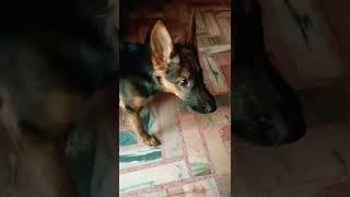 German shepherd || Alpha Life || #happy #viral #subscribe #shorts #like #share #love #dog #alphalife