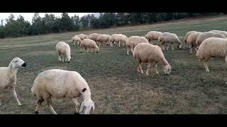 kangal akkaraman bozkırdan yeşile indi