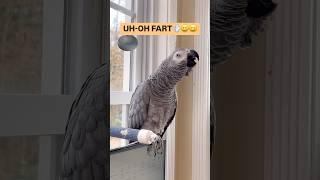 Symon says: Alexa and me having an AWKWARD Moment#africangrey #funny #talkingparrot #birds