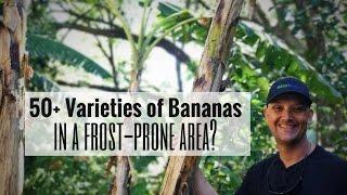 50+ VARIETIES OF BANANAS in a Frost-Prone Zone? It's All About the MICROCLIMATE!