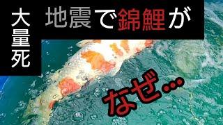 【地震でニシキゴイが大量死】大型の錦鯉だけ…何故…。　#Koi  #錦鯉  #アクアリウム　#地震