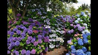 Joy Creek Nursery (Scappoose, Oregon)