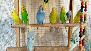 12  hours of budgie sounds to encourage your parrot to eat and sing Budgies Singing