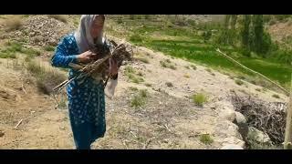 Rural life |  daily routine in some remote village of Afghanistan