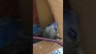 Cute baby Kinkajou