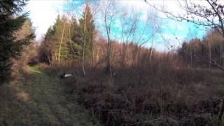 Pheasant shooting in Dorset