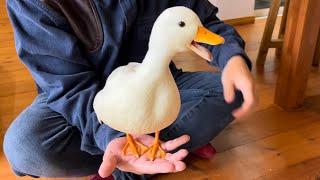 Our Pet Call Duck Quack in Palm of Hand! (Piko, Chotchy and Moko)