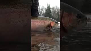 HUGE 30INCH - 12LB Colorado River Trout