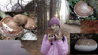 Birch Polypore and medical benefits  