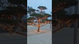 Парк Галицкого  Краснодар, январь 2025 #красотавокруг #Краснодар #январь2025
