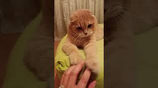люблю Рыжик очень сильно ️