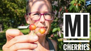 Cherry Harvest | Old Timers tip to keep birds away