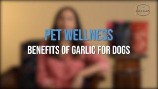 Garlic for Dogs | Doggie Dabbas | Can I give my dog Garlic