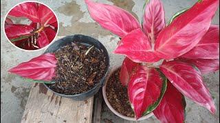 Simple Way to Propagate Aglaonema From Single Leaf Part 2