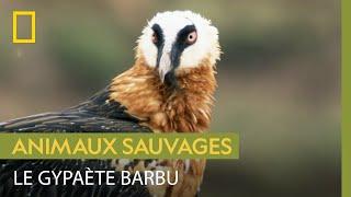 Le gypaète barbu, un énorme charognard qui mange les os des carcasses