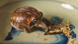 Potato Fairy Eats Termites.