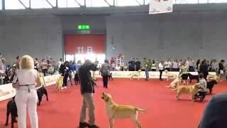 World dog show Milano 2015