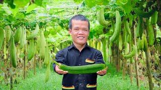 Dwarf family harvesting squash & chicken to sell at the market | buy chick to take home to care for