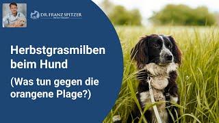 Herbstgrasmilben beim Hund - was tun gegen die "orangene Plage"?