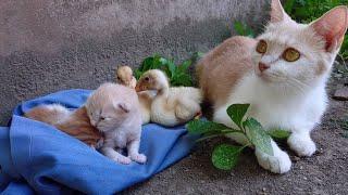 The magical kitten adopted 2 ducks. Go on an outdoor adventure together!Cute and funny animals