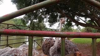 Ostrich feeding