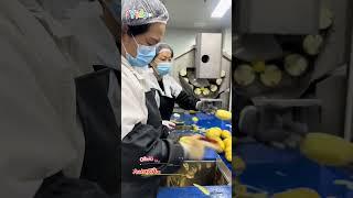 Potato processing line #vegetableprocessingline #potatoprocessingequipment #potatopre-processing