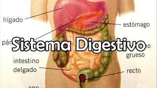 El Sistema Digestivo