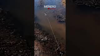 Pescaria  de Traíra no sapinho de borracha #mererofishing