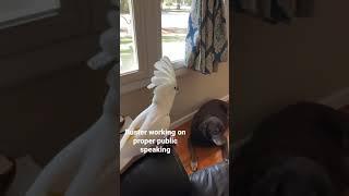 Umbrella cockatoo public speaking with microphone (talking parrot)