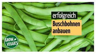 Buschbohnen ertragreich anbauen | Gemüseanbau im Garten für die Selbstversorgung