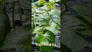 깻잎하우스 물주고있어요