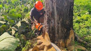 amazing beauty ‼️ best quality old teak tree cutting - stihl ms 881