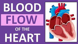 Blood Flow Through the Heart | Heart Anatomy and Physiology NCLEX