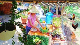 Buhay  bukid | Buhay probinsya | Philippine Countryside Nagluto ng Gulay Bisaya @AmigaCha