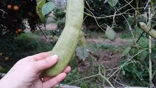 magic beans.Have you ever seen magic beans? #farmtime