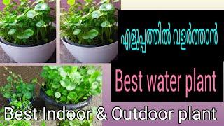 pennywort plant care & decoration method