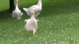 Happiness is a Gosling recognizing you, and running excitedly towards you!