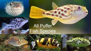 All Puffer Fish species / types of puffer fish / puffer fish