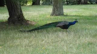 Lazienki Park - Warsaw - Poland