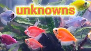 Fish Don't Survive in my Tank - Unknown Water Conditions